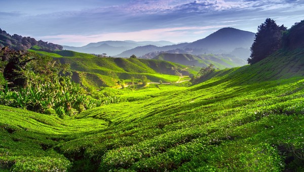 Cameron Highlands 